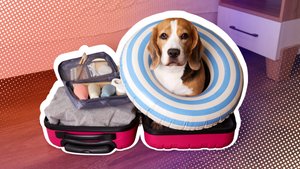 Apps für die Reisepackliste: Mit smarten Pack-Tools entspannt verreisen