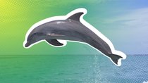 Tiere sagen uns, was sie wollen: Verrücktes Google-Projekt hört Delfinen zu
