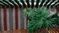 Cannabis anbauen auf dem Balkon: Mit diesen Gadgets und Tipps klappt es