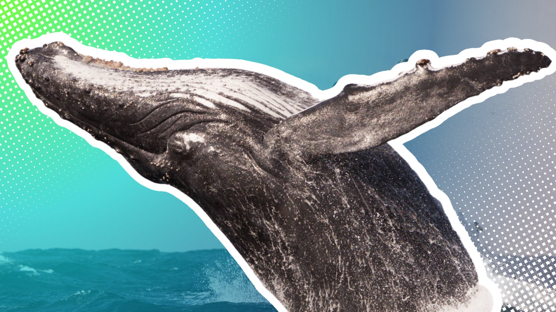 Rettungsaktion für Wal Timmy: Diese Millionäre stecken dahinter