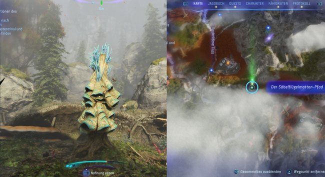 elfter Säbelflügelmotten-Pfad