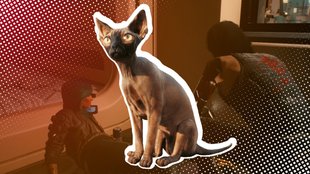 Cyberpunk 2077: So bekommt ihr die Katze „Nibbles“ als Haustier