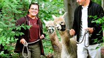 Alpaka-Wanderung in der Nähe: So werdet ihr fündig!