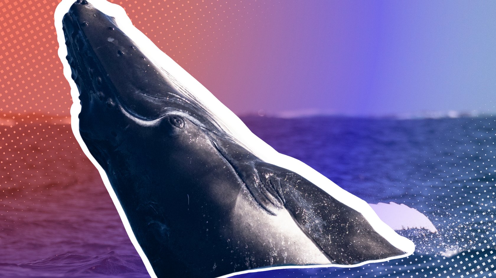 Eigentlich sind die meisten Wale sehr soziale Tiere.
