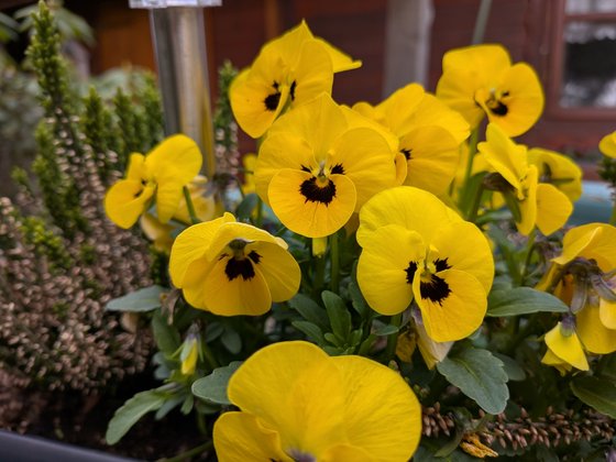 Google Pixel 9a Test Kamera