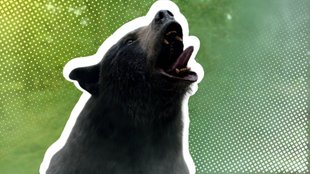 „Cocaine Bear“: Beruht die Horrorkomödie auf einer wahren Geschichte?