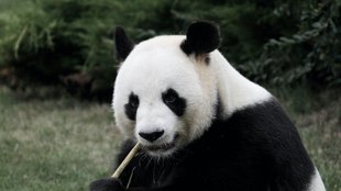 WWF Patenschaft kündigen – so geht es