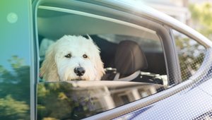 Diese Tricks helfen wirklich: Professorin erklärt, wie ihr euer Auto schnell runterkühlt
