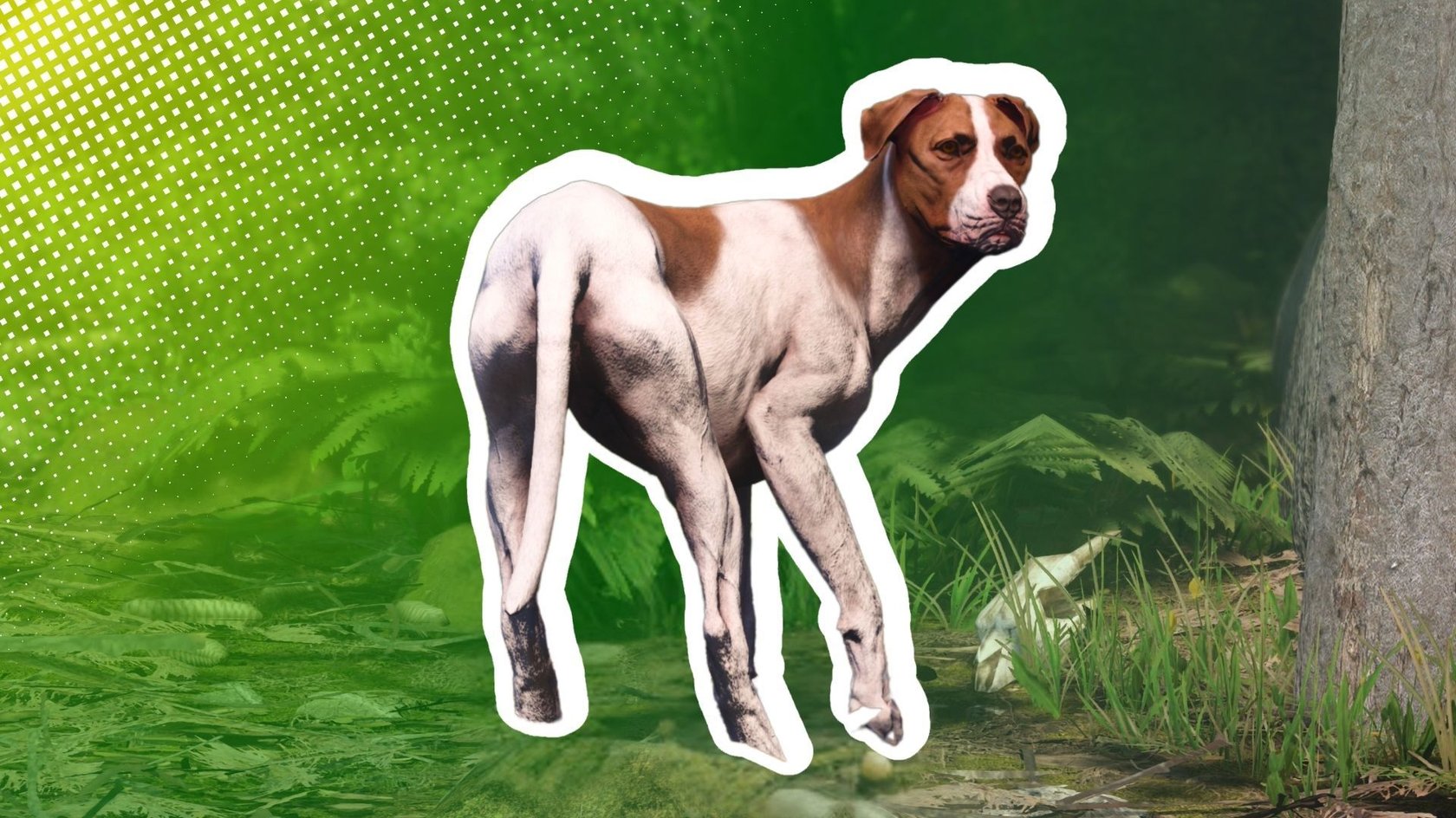 Wir zeigen euch, wie ihr schnell euren Hund Köter wiederfinden könnt.