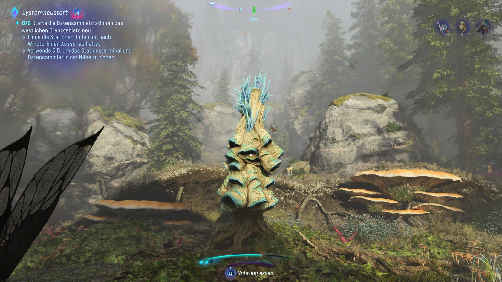 Die Säbelflügelmottenpfade sind zwar farblich recht unscheinbar, aber aufgrund ihrer Größe trotzdem leicht zu finden. 