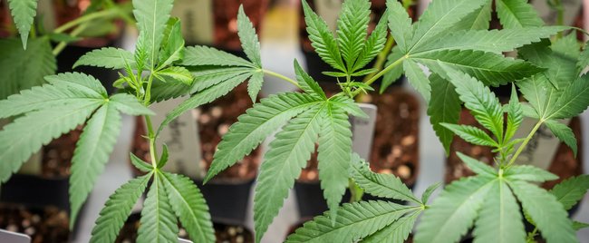 14 Kiffer-Filme: Die besten Filme rund um das Thema Cannabis