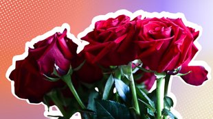 Die Bachelorette 2025: Start, Sendetermine, Stream und aktuelle Infos zur neuen Staffel