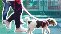 Deutschland-Ticket: Kann man einen Hund mitnehmen?