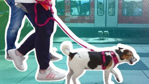 Deutschland-Ticket: Kann man einen Hund mitnehmen?