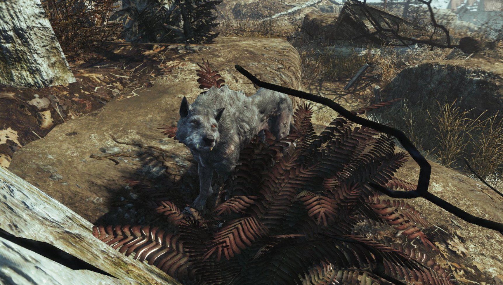 Fallout 4 волк компаньон фото 3