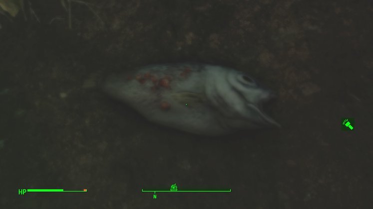 Tote Fische