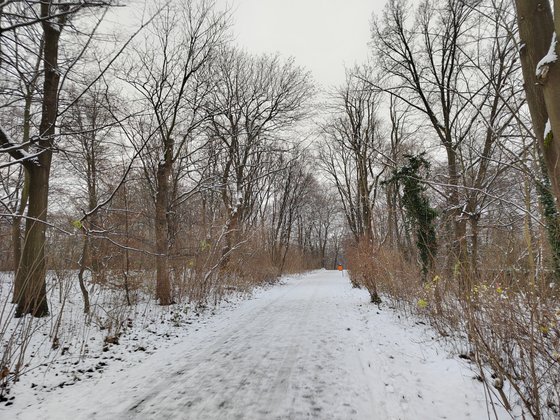 Das Honor 50 bringt trotz des Winterwetters mehr Farbe in das Bild (Bild: GIGA).