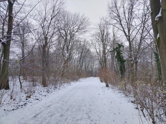 Das Honor 50 Lite macht bei Tageslicht klare Bilder (Bild: GIGA).