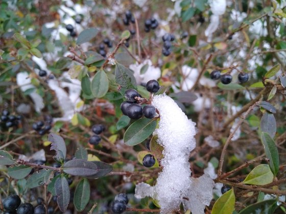 Die Makrokamera des Honor 50 Lite sorgt für scharfe Nahaufnahmen (Bild: GIGA).