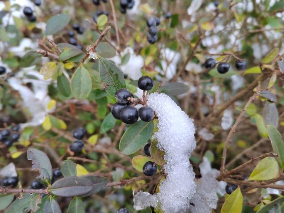 Honor 50 besticht bei Nahaufnahmen mit satteren Farben (Bild: GIGA).