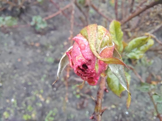 Das Honor 50 macht weniger detaillierte Makro-Fotos (Bild: GIGA).