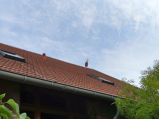 Schwierig, aber bei gutem Licht machbar: der Storch auf dem Dach.