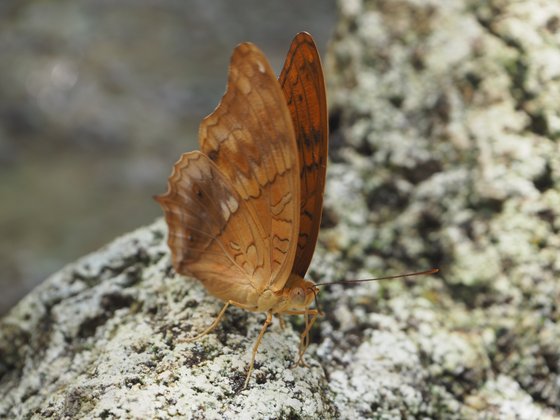 Mit dem Kit-Objektiv kommt man auch an Kleingetier nahe genug heran – sofern es nicht wegfliegt.