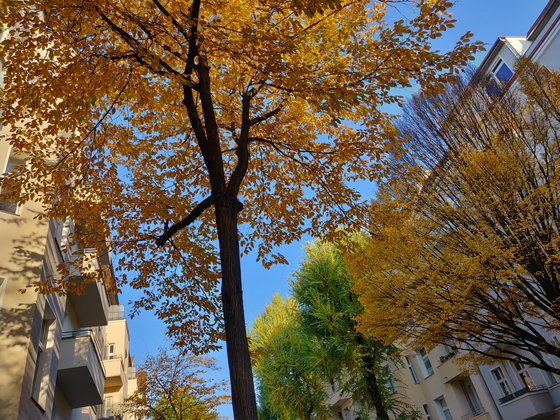 Stimmen Farben und Umgebungslicht, kann das OnePlus 6T ansehnliche Bilder hervorzaubern. (© Frank Ritter/GIGA.DE)