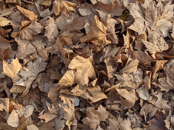 Es ist Herbst: Die herbstlichen Farben kommen mit der Kamera des Pixel 4a 5G nicht ganz rüber.