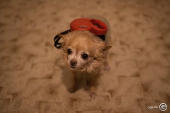 Sigma 18-35mm F1,8 DC HSM