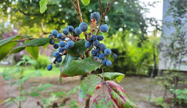 Im Vordergrund ist ein Strauch mit blauen Beeren, im Hintergrund ist verschwommen ein Garten erkennbar.