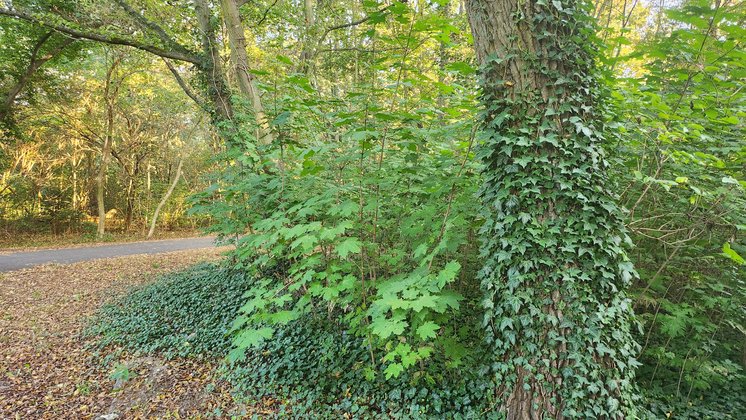 In einem Wald steht ein Baum, der mit Efeu umrankt ist.