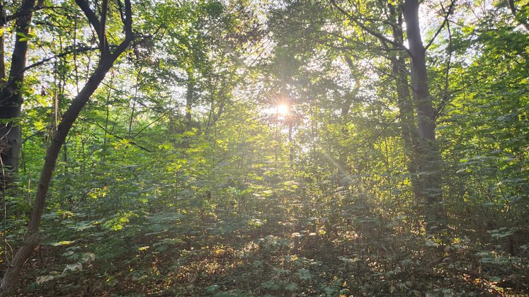 In einem dichten Wald scheint die Sonne durch einzelne Blätter.