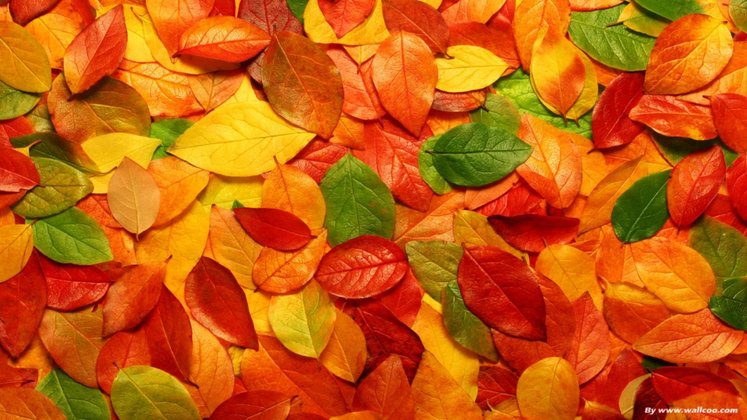 3d-colorful-leaves-windows-8-wallpaper1366x76861100