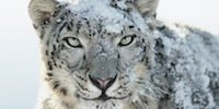 Apple-Updates: Snow Leopard, Remote Desktop und Server Admin Tools