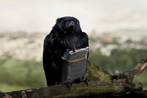 Four lions: DVD-/BD-Kritik - Lachen bis zur Detonation
