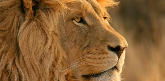 Lion und Snow Leopard: Neue Druckertreiber erhältlich