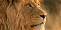 OS X Lion: Firmware-Updates bringen Wiederherstellungs-Modus für weitere 2010er-Macs