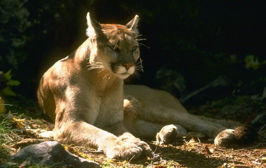Warum Apple OS X Mountain Lion im Hinterzimmer vorstellte