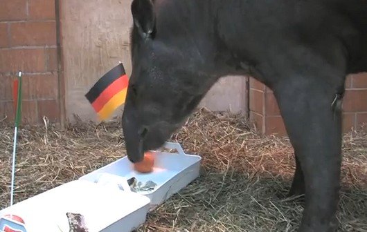 EM-Orakel: Die 10 wichtigsten Tipp-Tiere im Überblick - und ihre Deutschland-Prognosen 2012