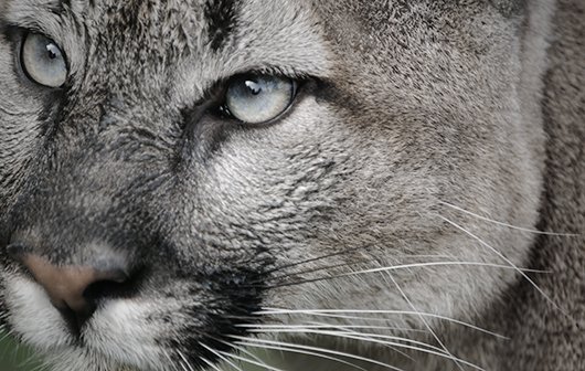 Mac OS X 10.8 Mountain Lion: Tests, Tipps und Meinungen