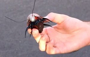 iPhone-gesteuerte Insekten: Das große Krabbeln
