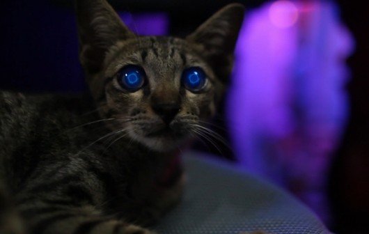 True Skin: Kurzfilm auf den Spuren von Blade Runner - awesome!