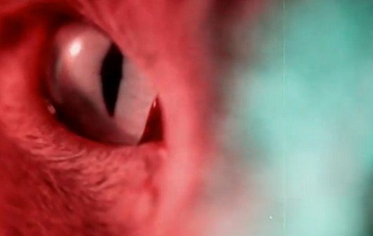 Zombies und halluzinierende Katzen: Alle Kurzfilme des Sundance-Festivals ansehen