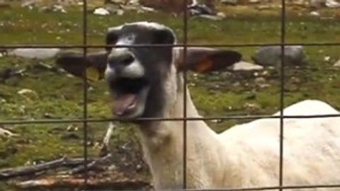 Schreiende Ziegen Die 10 Besten Goat Edition Videos Mit Skrillex Bon Jovi Taylor Swift