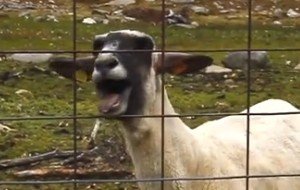 Schreiende Ziegen: Die 10 besten Goat-Edition-Videos mit Skrillex, Bon Jovi, Taylor Swift...