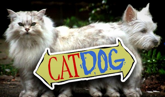 Acht Anzeichen, dass deine Katze eigentlich ein Hund ist