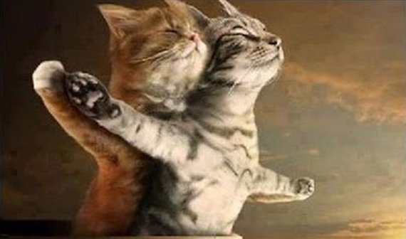 Die besten Katzen-Spiele zum Weltkatzentag
