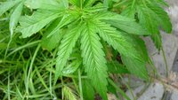 Google Earth hilft bei der Verbrecherjagd: Cannabisplantage gefunden!
