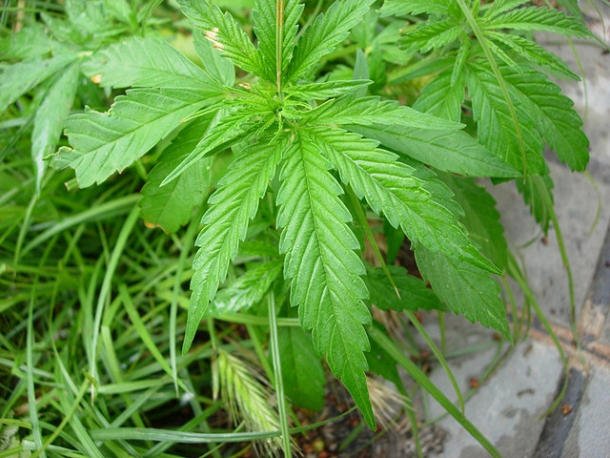 Google Earth hilft bei der Verbrecherjagd: Cannabisplantage gefunden!